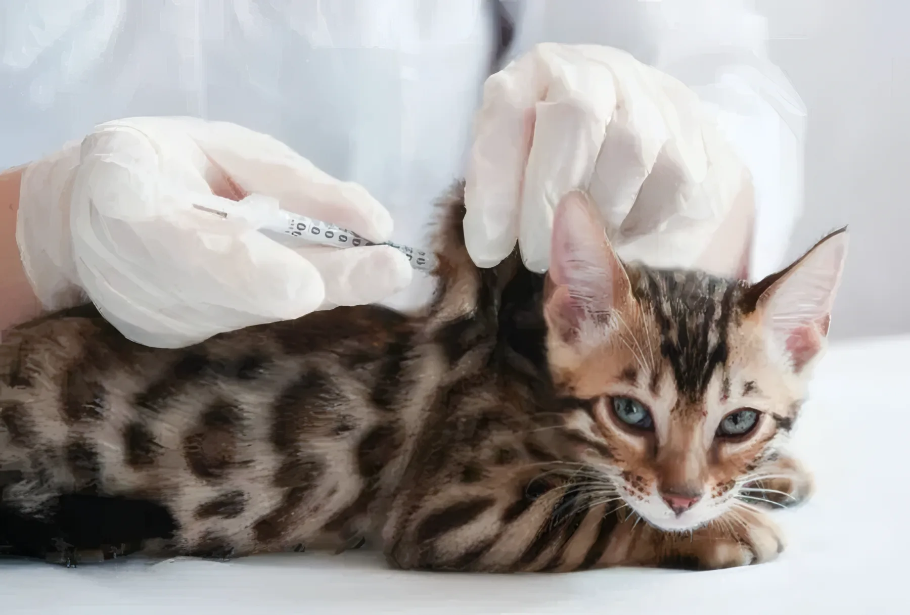 Vaccinare câine la cabinetul Vetricare